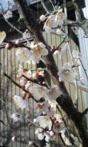 20100403080142.jpg