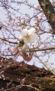 20110414093228.jpg