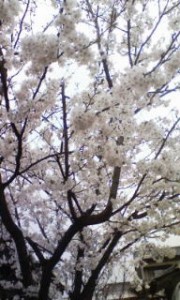 20110416093934.jpg